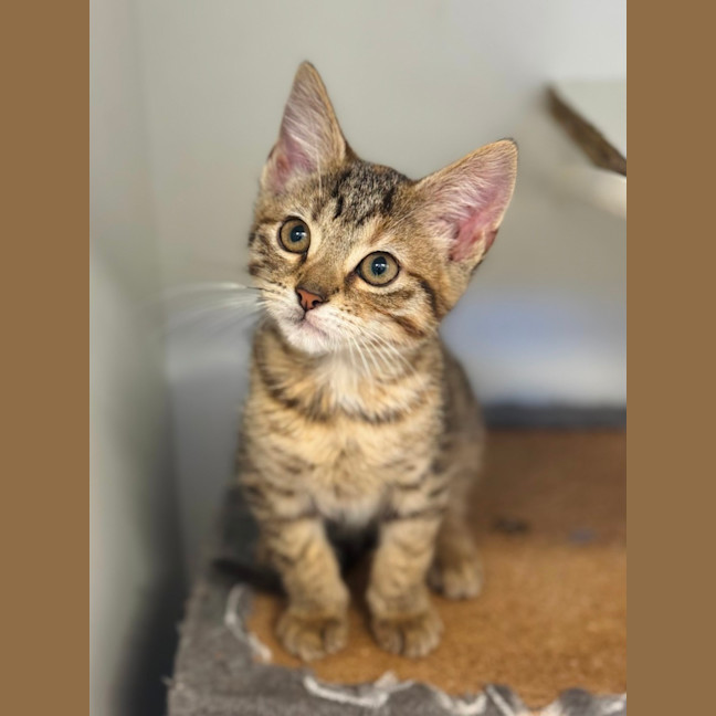 Photo of Honey 