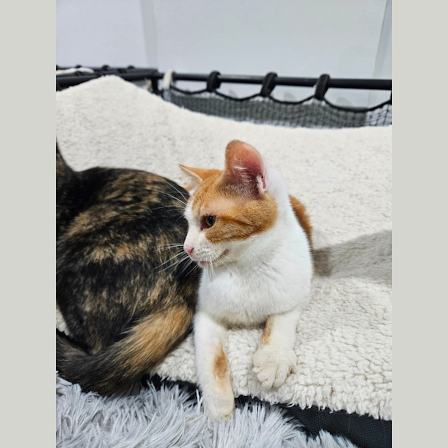 Photo of Ollie