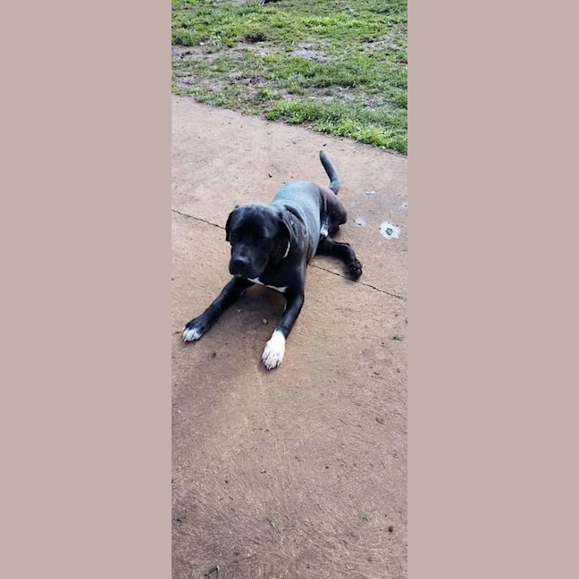 Photo of Sampson