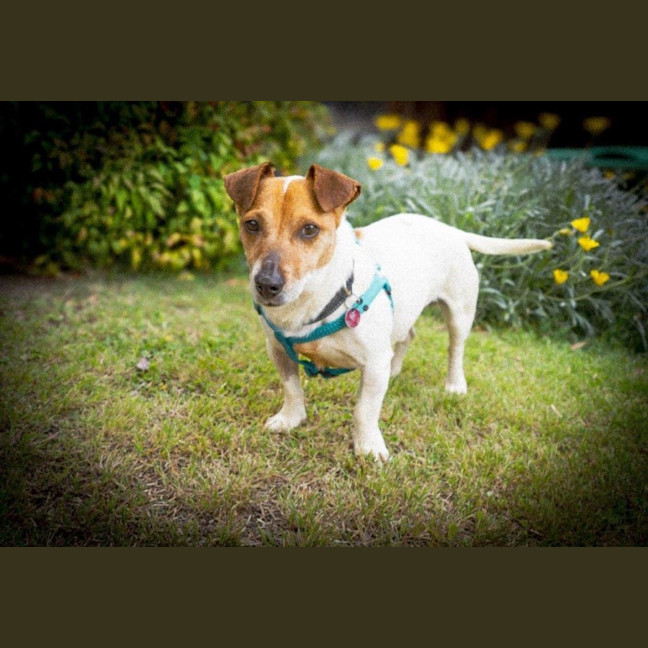 Photo of Rusty Kumara