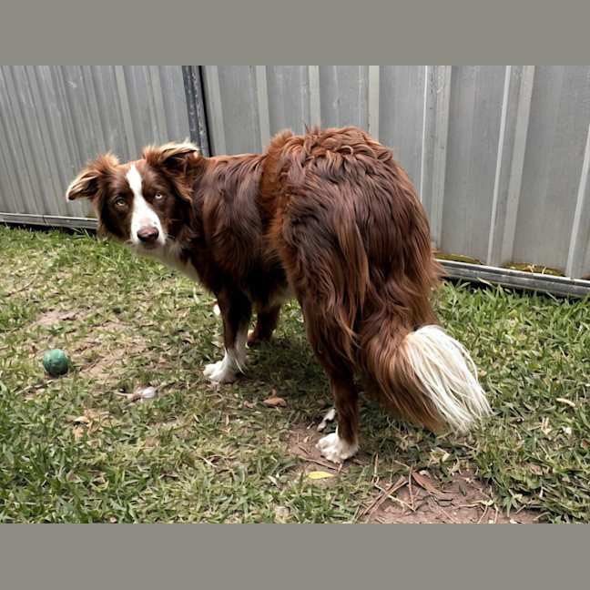 Photo of Zeke   11 Month Old Border Collie