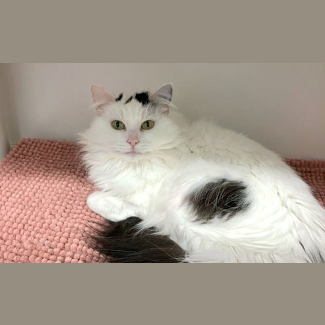 Photo of Flossy
