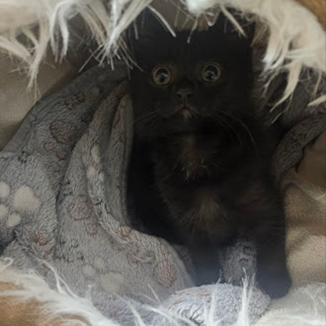 Photo of Mila