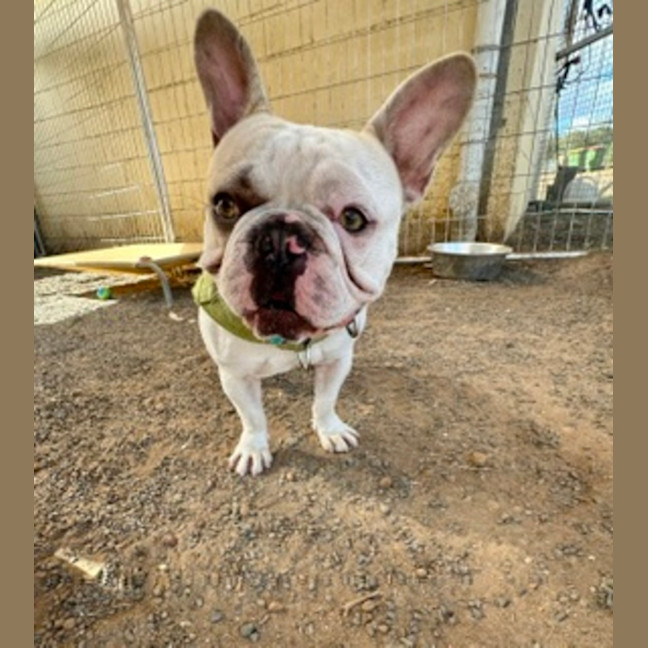 Photo of Rocky