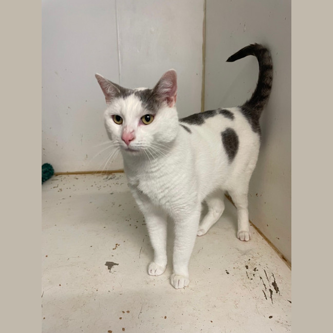 Photo of Mew2
