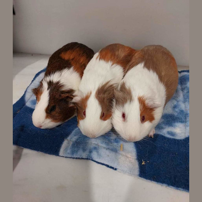 Photo of Eugeine, Dakota & Beatrice