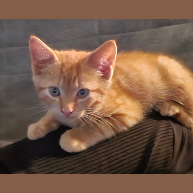 Photo of Chai