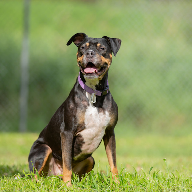 Photo of Sadie