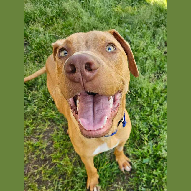 Photo of Scooby