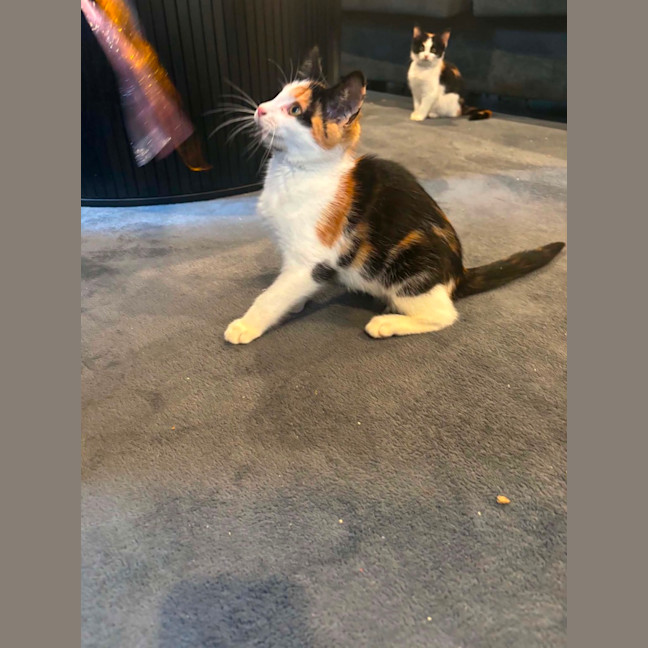 Photo of Cali
