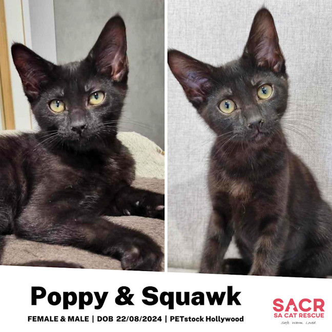 Photo of Poppy & Squawk