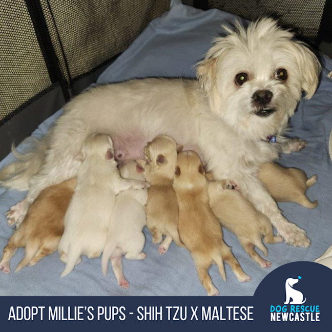 Photo of Millie's Pups   Shih Tzu X Maltese