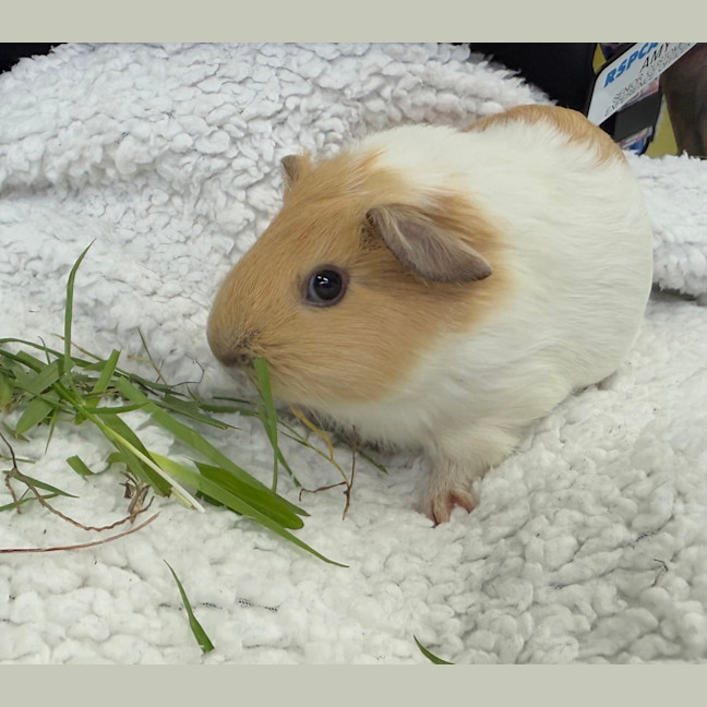 Photo of Latte