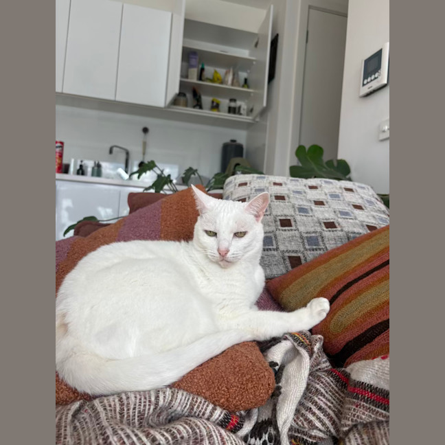 Photo of Bella The Foot Warmer