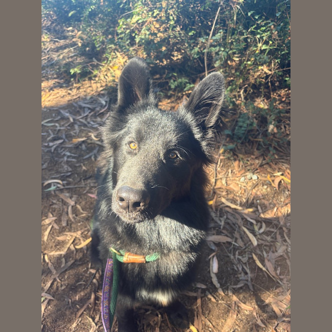 Photo of Bear