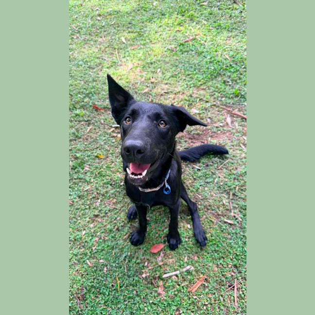 Photo of Harley