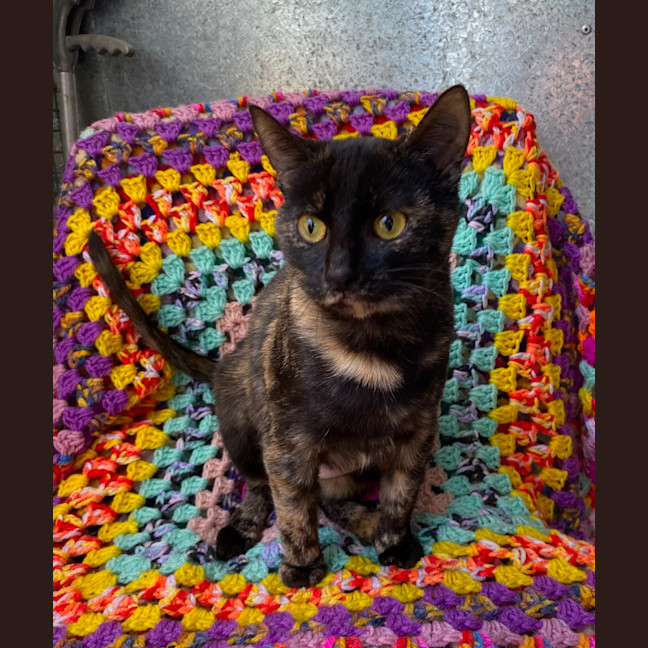 Photo of Cinders