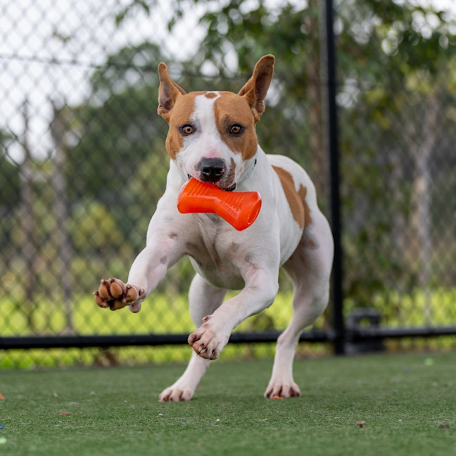 Photo of Toffee Imp 1860