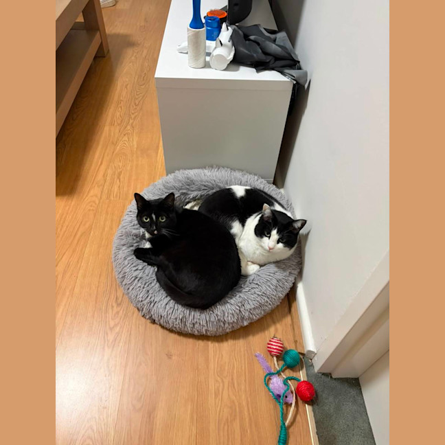 Photo of Inky & Dexter