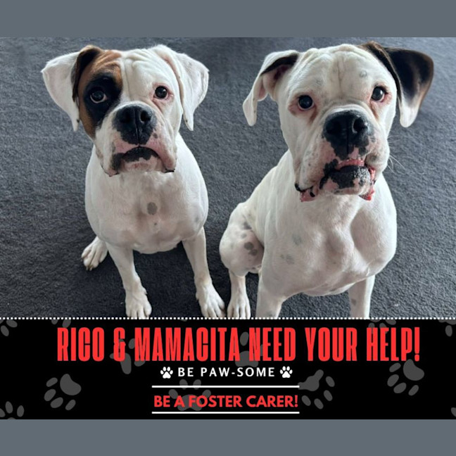 Photo of Rico And Mamacita