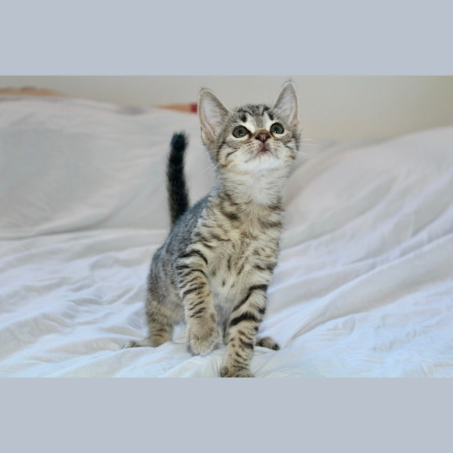 Photo of Bean