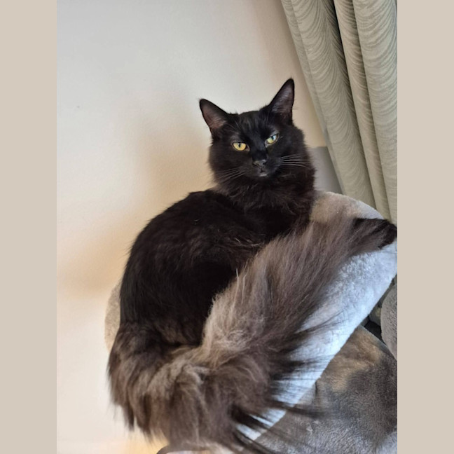 Photo of Thumper *9 Lives Project*