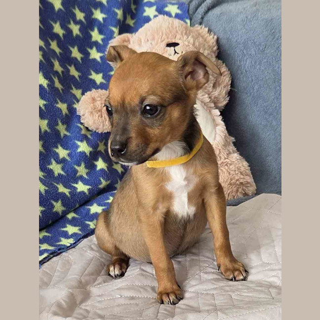 Photo of Kora
