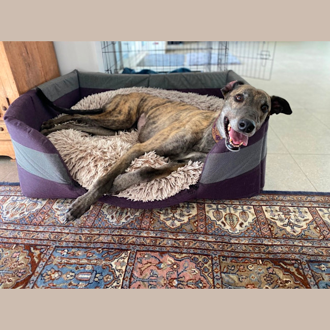 Photo of Brinny The Greyhound