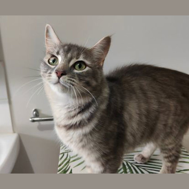 Photo of Misty