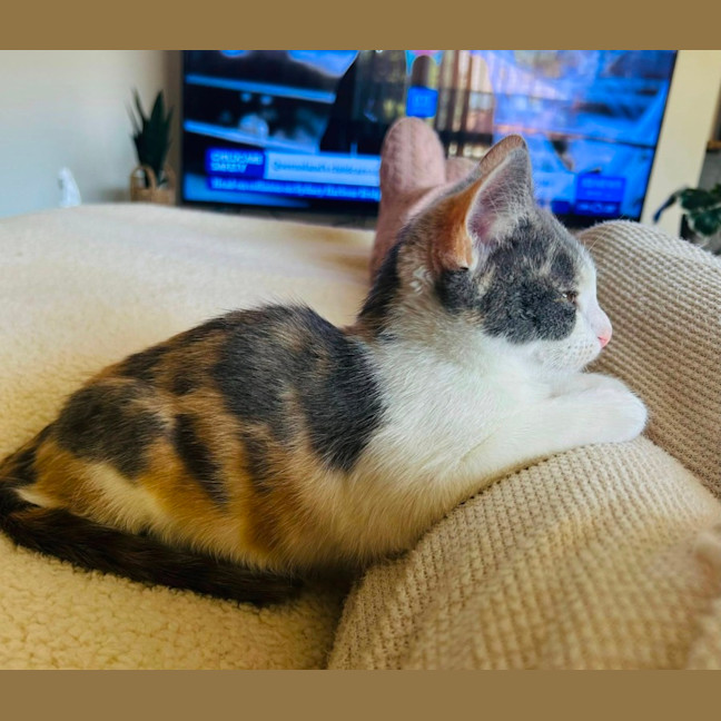 Photo of Lola