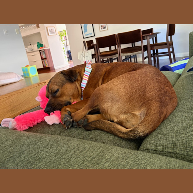 Photo of Princess (Prinny)