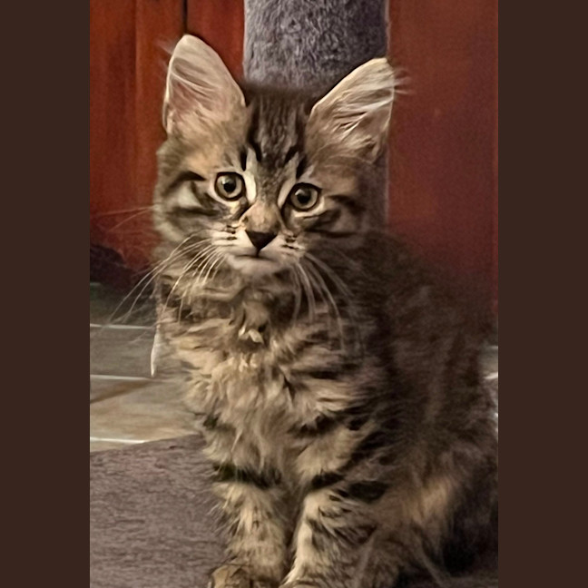 Photo of Juniper