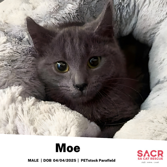 Photo of Moe