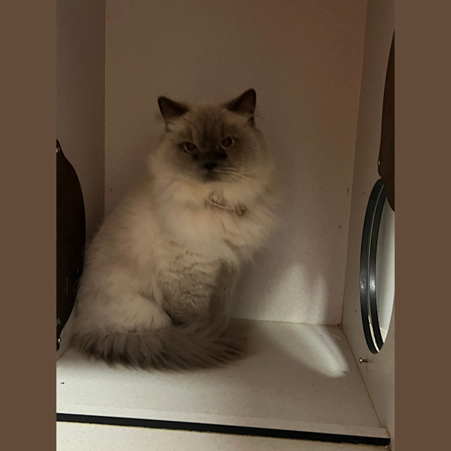 Photo of Lolly