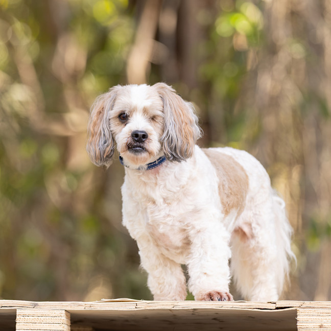 Photo of Cappi