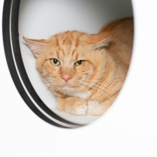 Photo of Simba