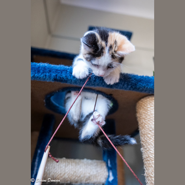 Photo of Maple