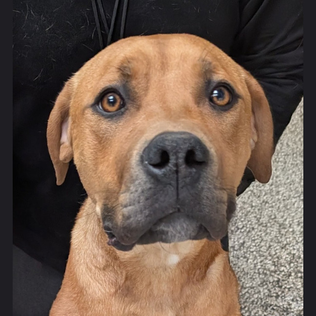 Photo of Dex