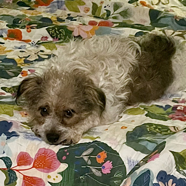 Photo of Fergus 