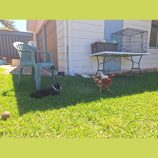 Photo of Lola   10 Week Old Boxer X