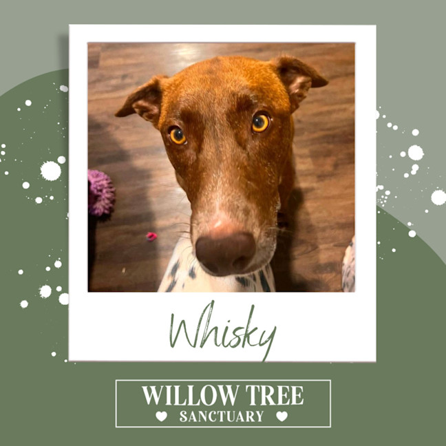 Photo of Whisky