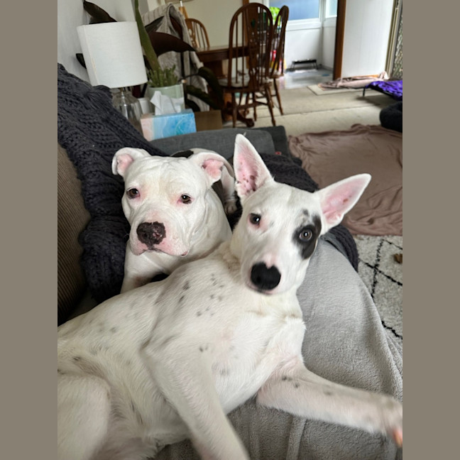 Photo of Luna Lou   1 Year Old Staffy X