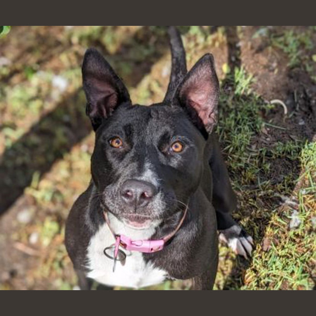 Photo of Vanellope Von Treats