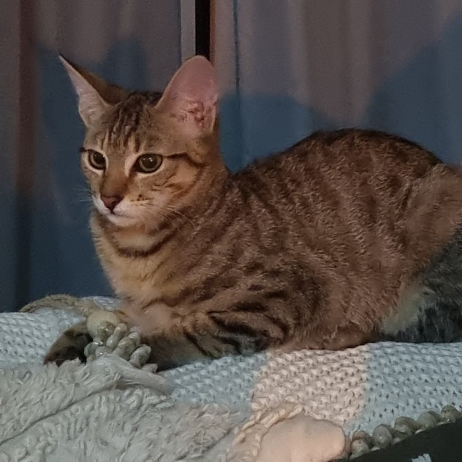Photo of Peanut