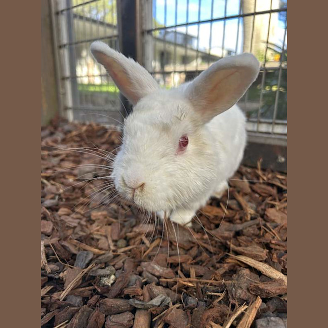 Photo of Coco
