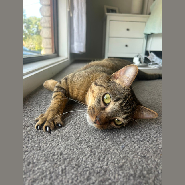 Photo of Jasper   3 Year Old Domestic Short Hair