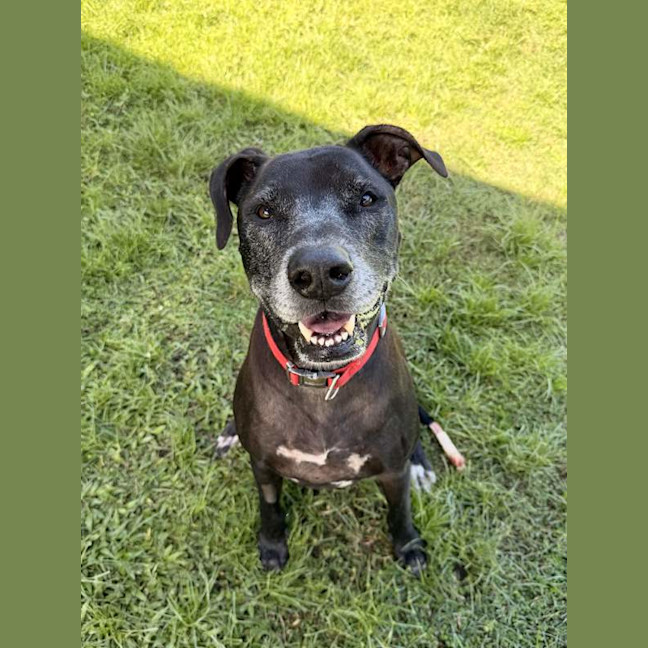 Photo of Shadow