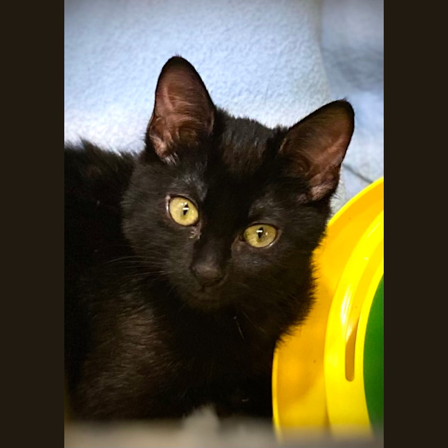 Photo of Patsy (Collar)