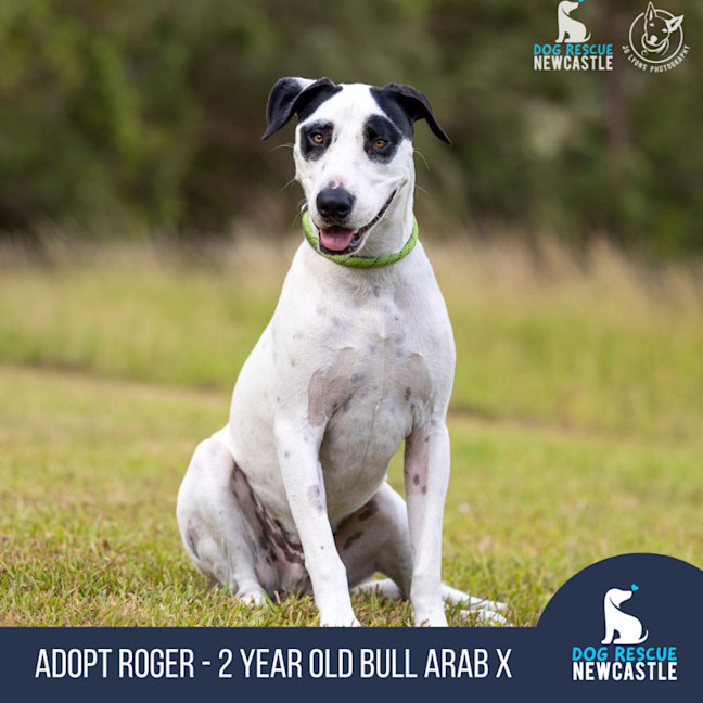 Photo of Roger   2 Year Old Bull Arab X