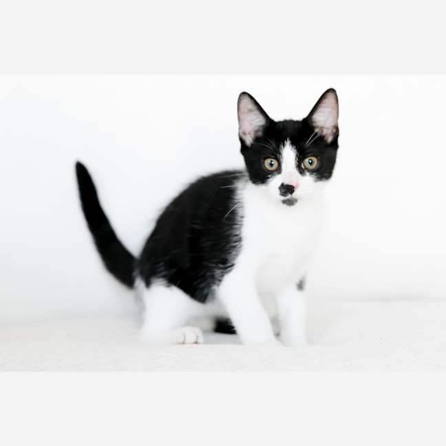 Photo of Archie